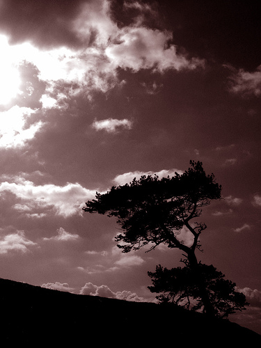 A windswept tree on the side of Meon Hill