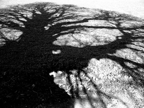 An aged oak tree atop Meon Hill casts a menacing shadow